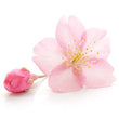 Japanese Cherry: