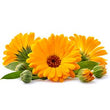 Calendula Extract :