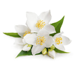 Middle Notes - Jasmine, Gardenia & Ylang Ylang :