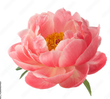 Base Notes - Peony & Iris :