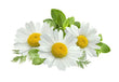Chamomile: