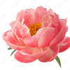 Base Notes - Peony & Iris : The light, airy note of Peony gives the perfume a rather floral essence, while Iris helps to prolong the life of other fragrances in the blend.