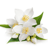 Middle Notes - Jasmine, Gardenia & Ylang Ylang : At the heart of this fragrance is the enchanting bouquet of these three exotic aromas.