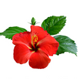 Hibiscus :