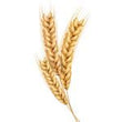 Wheat Amino Acids :