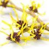 Witch Hazel: