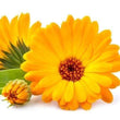 Calendula: