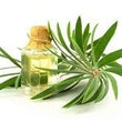 Tea Tree Oil: