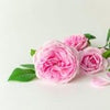 Bulgarian Rose :
