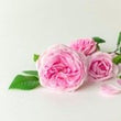 Bulgarian Rose: