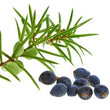 Indigo Oil :
