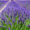 Lavender Oil :