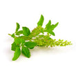 Tulsi :