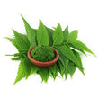 Neem Extract :