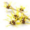 Witch Hazel::