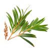 Tea Tree Oil: