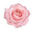 Rose: