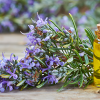 Rosemary Oil :