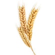 Wheat Amino Acids :
