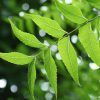 Neem Extracts :