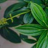 Plant Based Surfactants :