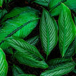 Plant-Based Surfactants :