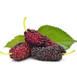 Mulberry: