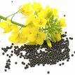 Rapeseed Oil::