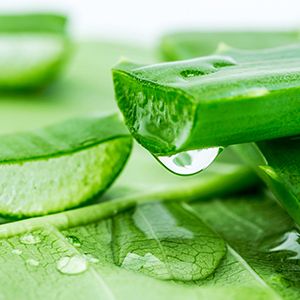 Aloe Vera: