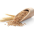 Wheat Protein: