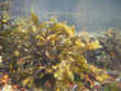 Seaweed (Pelvetia Canaliculata Extract):