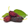 Mulberry: