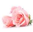Rose Water: