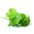 Gotu Kola: