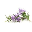Rosemary:
