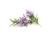 Rosemary: