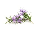 Rosemary: