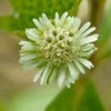 Bhringraj: