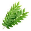 Curry Leaves: