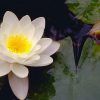 Nymphaea Alba Flower Extract :