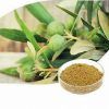 Olive Extract :
