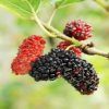 Mulberry Extract :