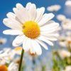 Daisy Flower :