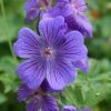 Geranium Oil :