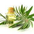 Tea Tree Oil: