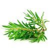 Tea Tree::