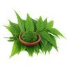 Neem::