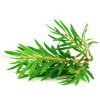 Tea Tree :