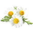 Chamomile Reticulata :