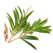 Tea tree :